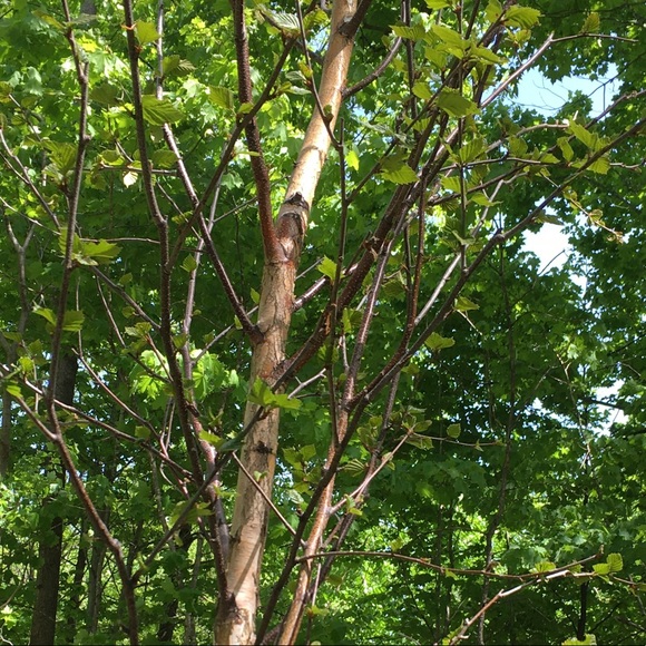 Meet your Posher, Lisa - Picture 1 of 1